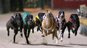 NSW Greyhound Racing Industry to be Investigated by Former Commissioner of the LECC